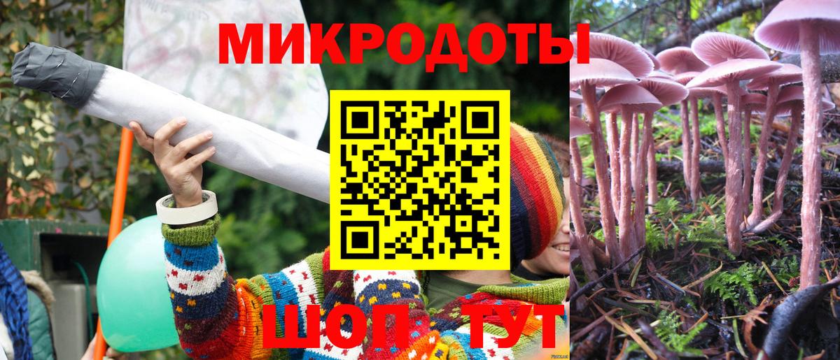 Галлюциногенные грибы Psilocybe Мурино